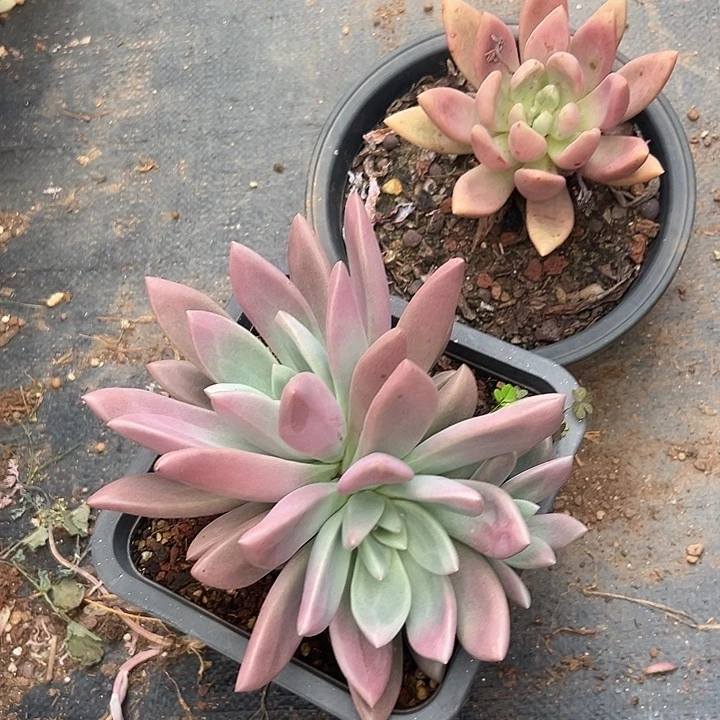圆多肉植物实物31