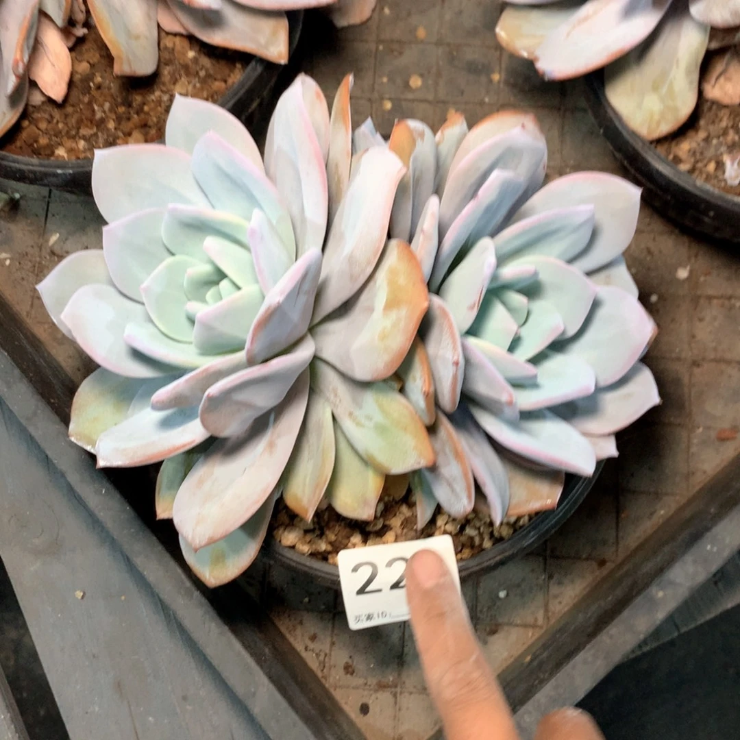 简***活# 221不拍冷链不售后