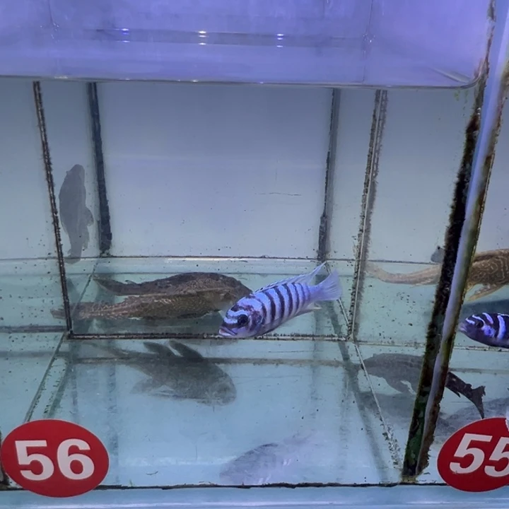 海水鱼三湖慈鲷，热带淡水鱼