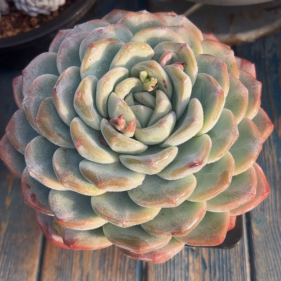 冰玉多肉单头一物一拍