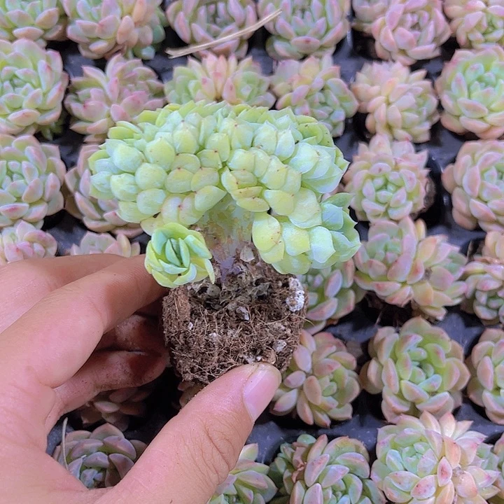 精品贝瑞缀化多肉小胸花