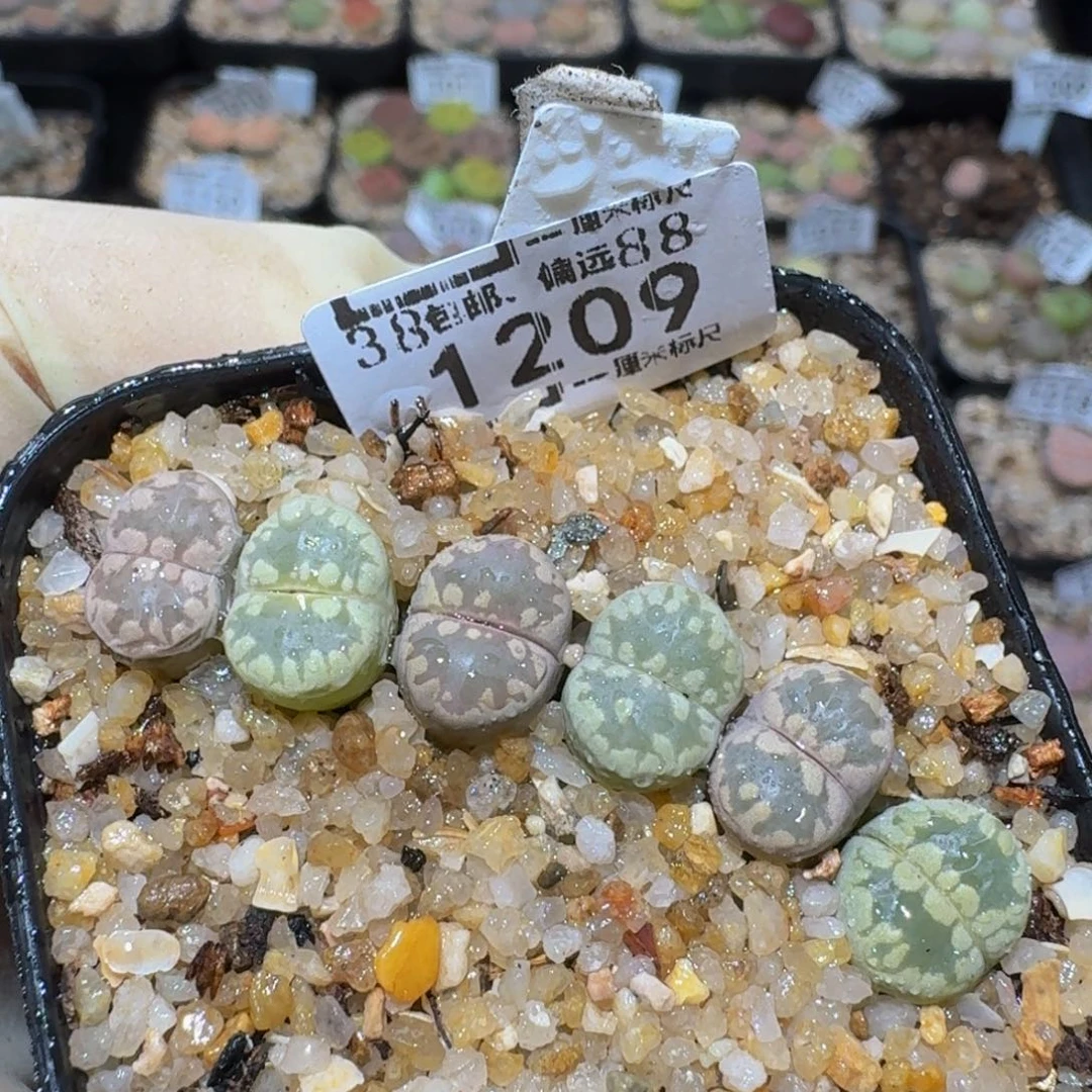 zzzzz精品生石花1209