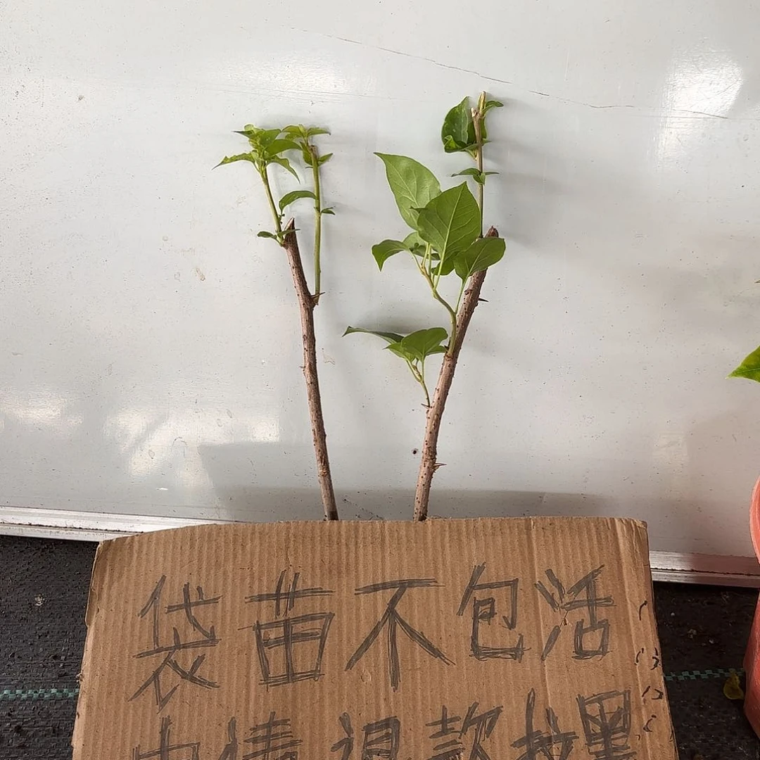 薄***夏无花朵袋苗盲盒两颗
