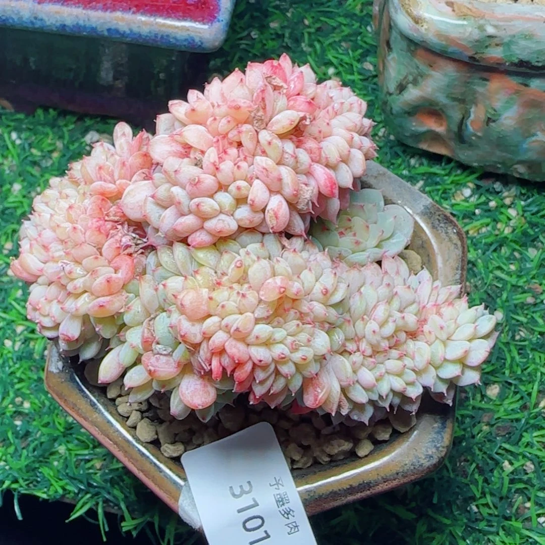 白胖子缀化，3101多肉植物