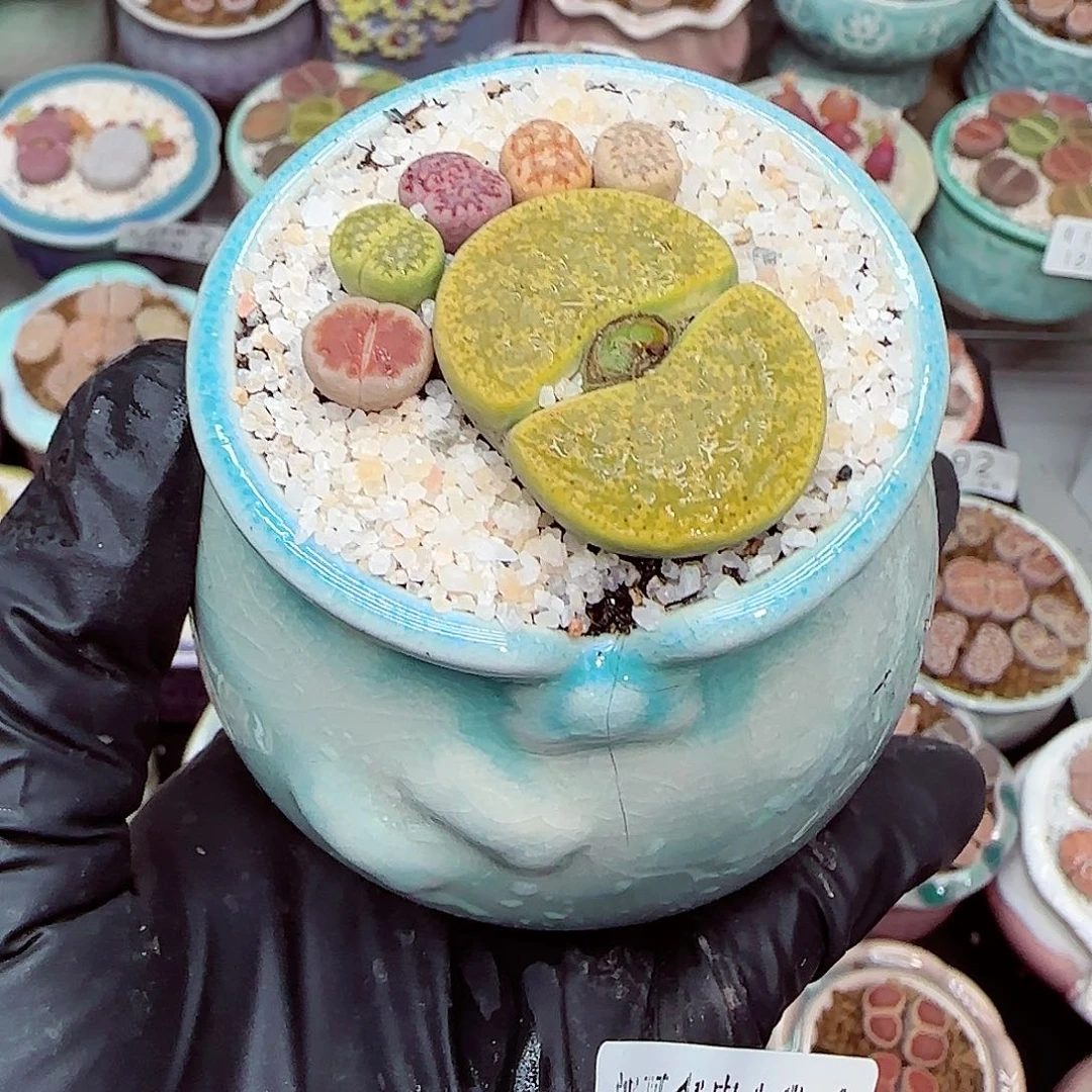 生石花满18包邮1210-134