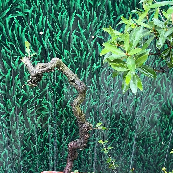 以实际为准海岛春花一物一拍