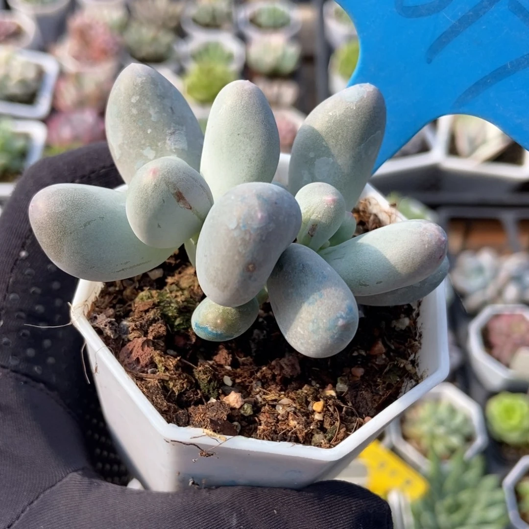 1017米可奶多肉植物保护