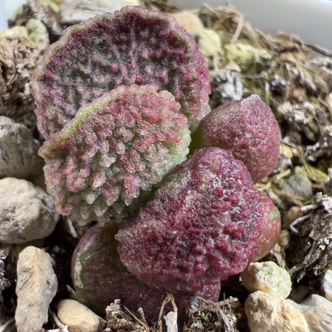实生新品多肉植物水泡多肉植物水泡