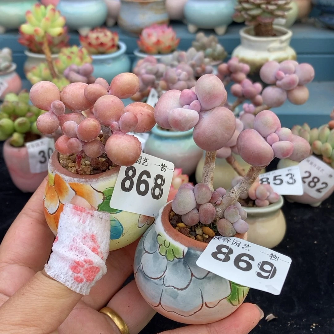 朱*妹868.869两颗带盆土发货1111