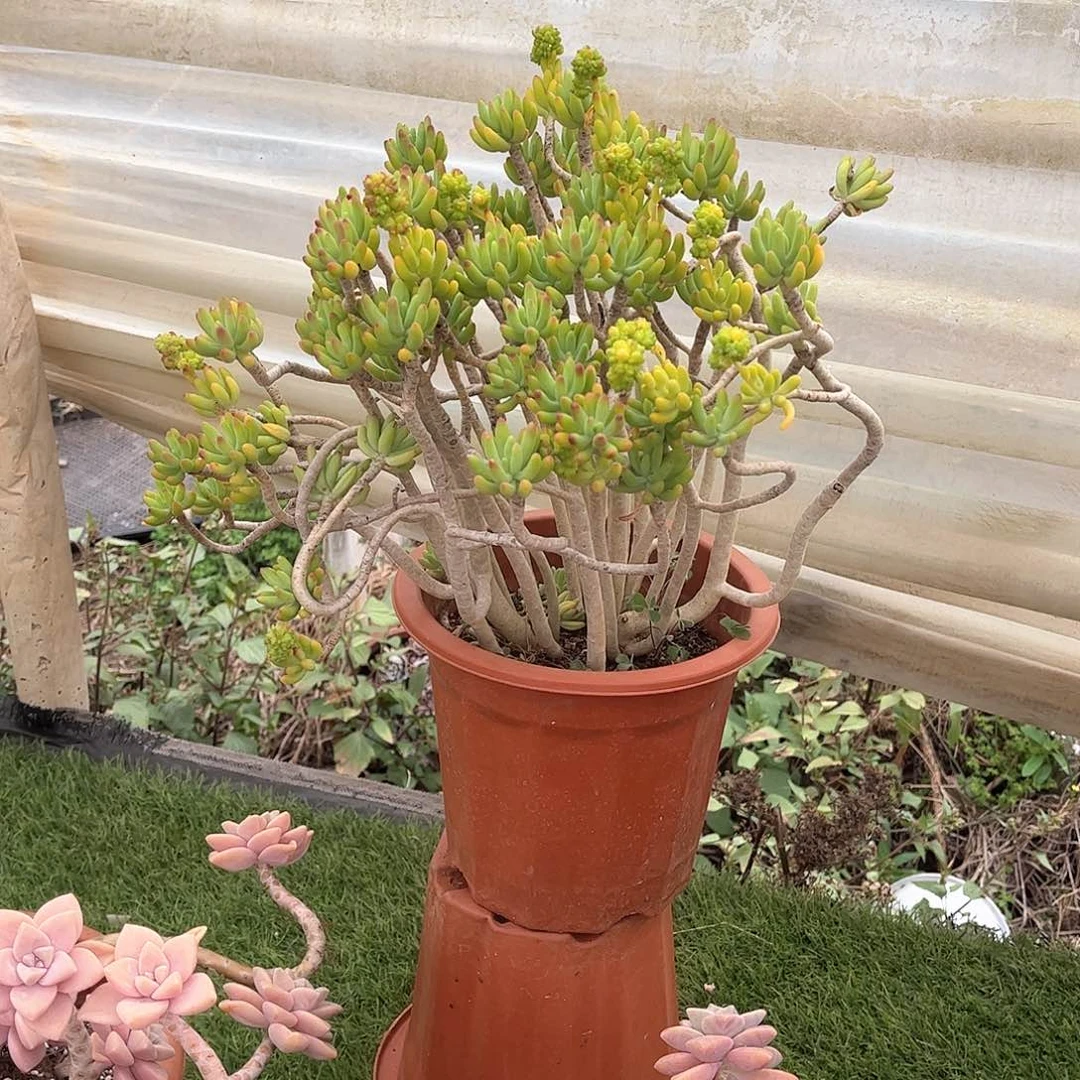 坐****鬼八千贷多肉植物19