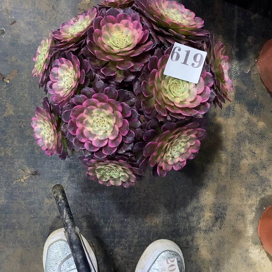 黑金刚619多肉法师