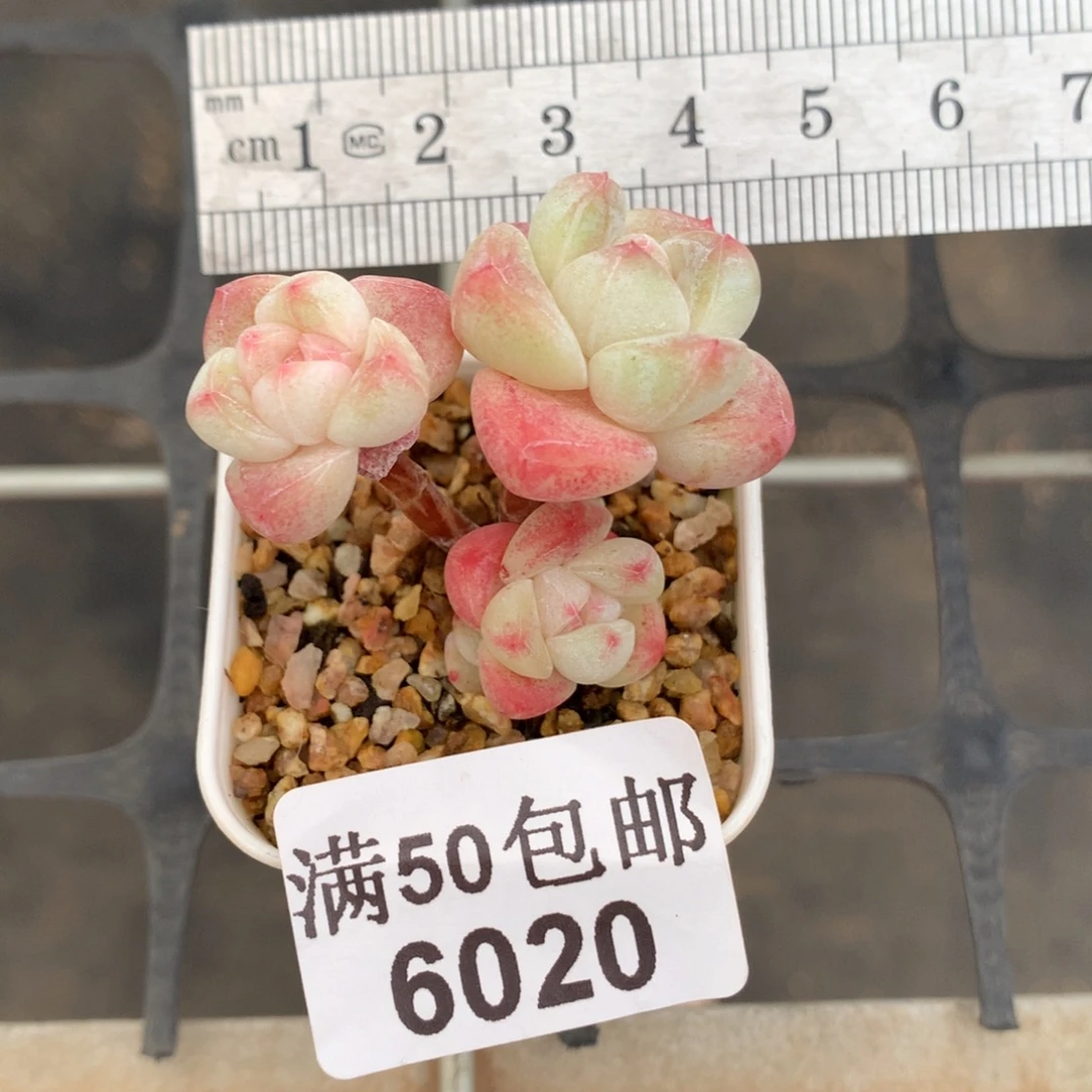 6020三头小树冰玉冠服4