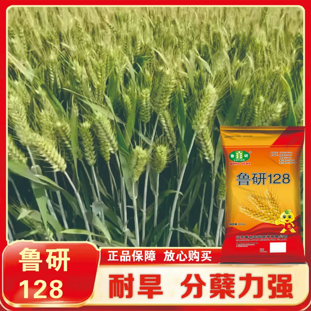 航天育种国审鲁研128【祖】抗倒伏耐旱耐寒高产小麦种正品保真