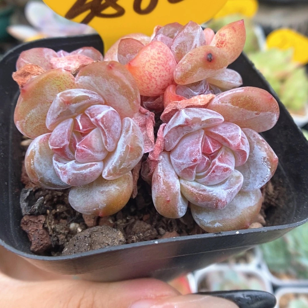 星影群生可拍3882号