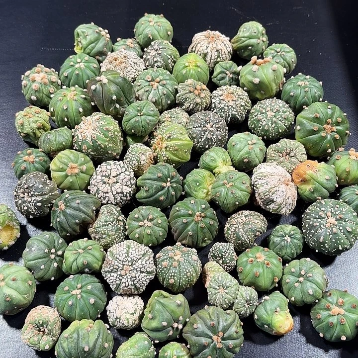 实生侧芽福袋十个一组
