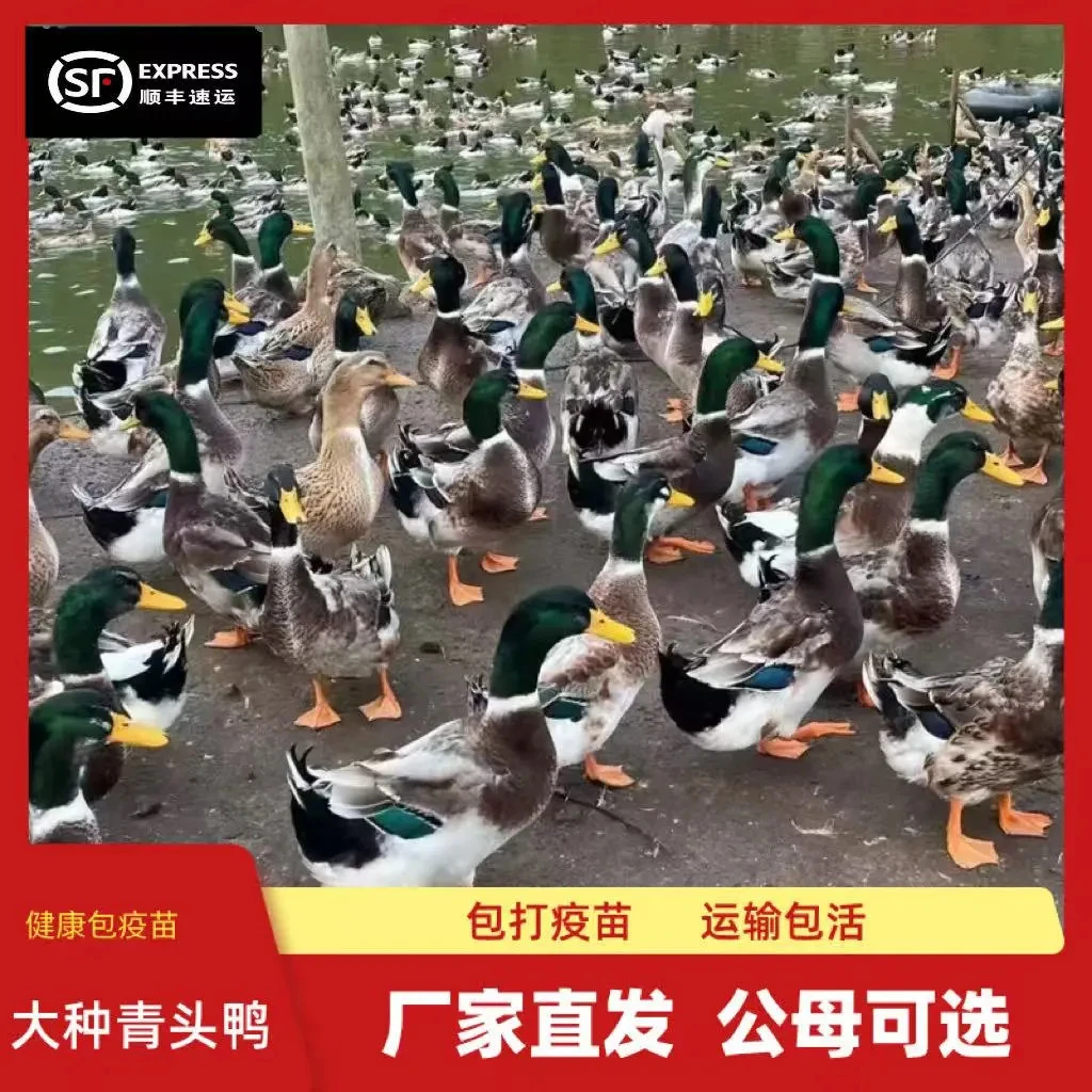 正宗大种青头鸭正品麻鸭宠物顺丰包邮