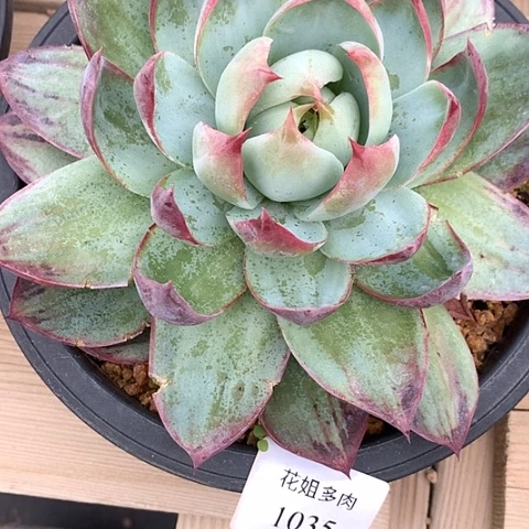 宛***之1035一颗福利8888888