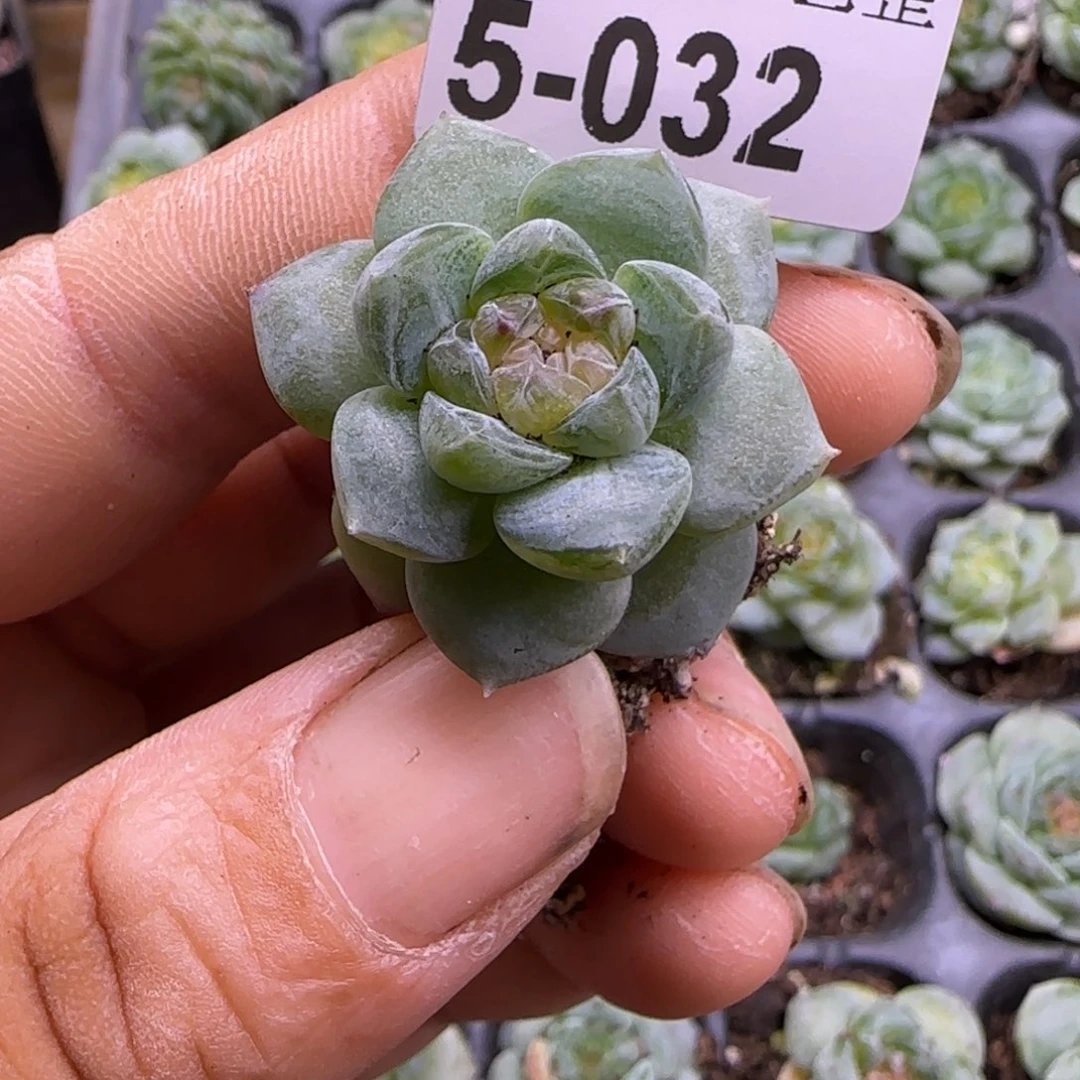 小卡拉米糖心一物一拍5-32
