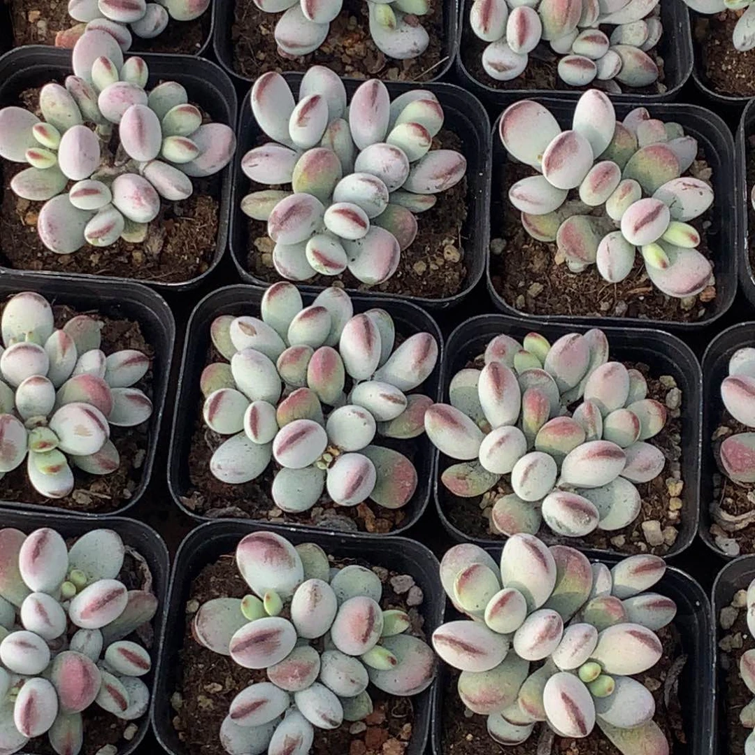 乒乓精品好看 （6.66包邮不满6.66发叶子）