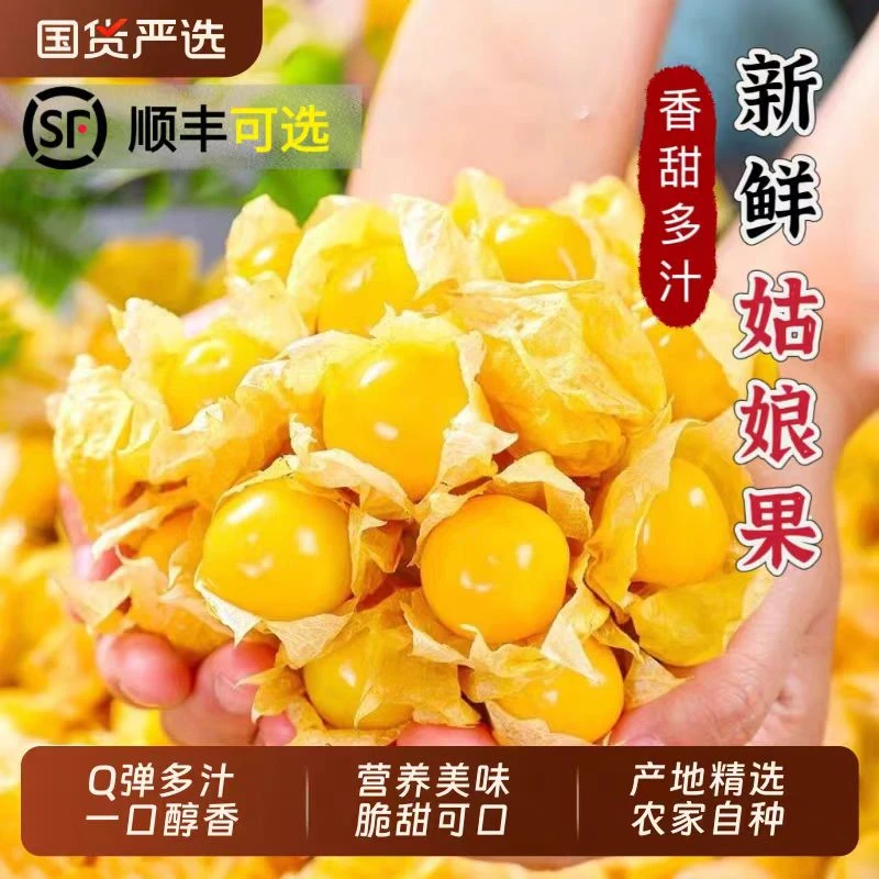 【当季新品】新鲜现摘黄菇娘果灯笼果特产水果皮薄肉厚鲜嫩多汁