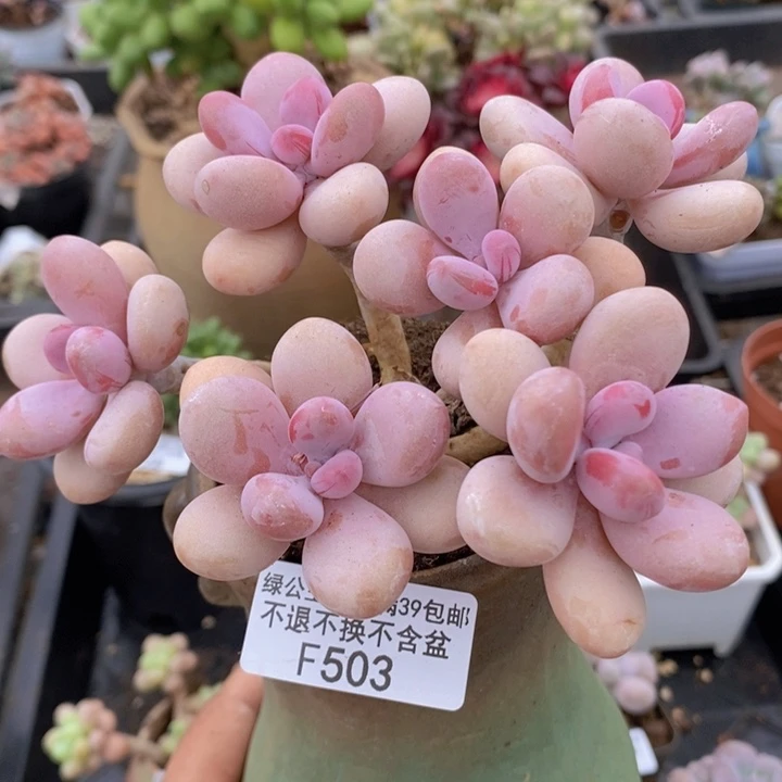 糖果桃蛋老桩12cm503多肉植物