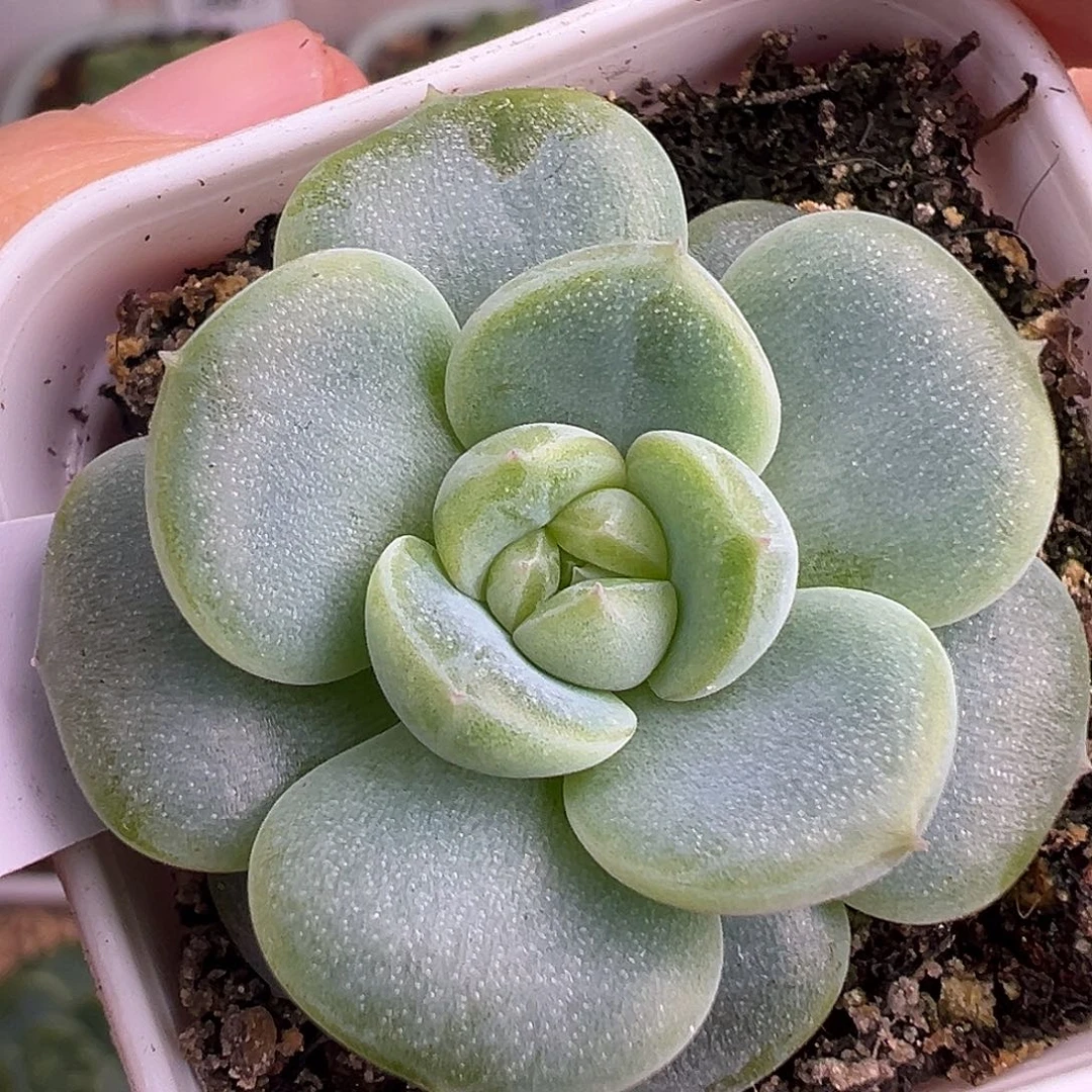 风花雪月新品。 未取名