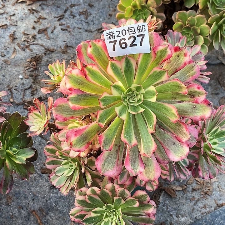 7627 一颗红铜葫法师
