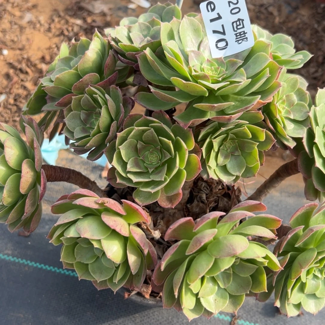 170沙拉碗，多肉法师