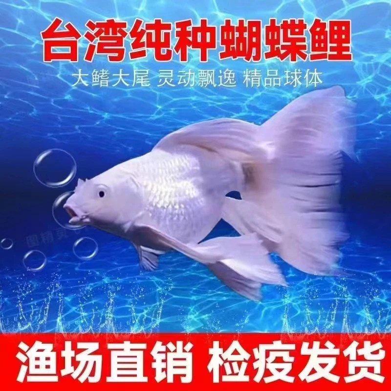20-23厘米纯种台系蝴蝶鲤赛级白短球好养耐活【包活】活体发货