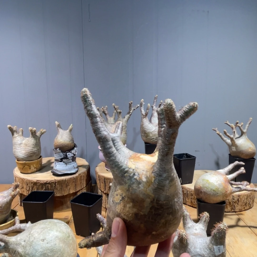 04象牙宫象牙宫象牙宫