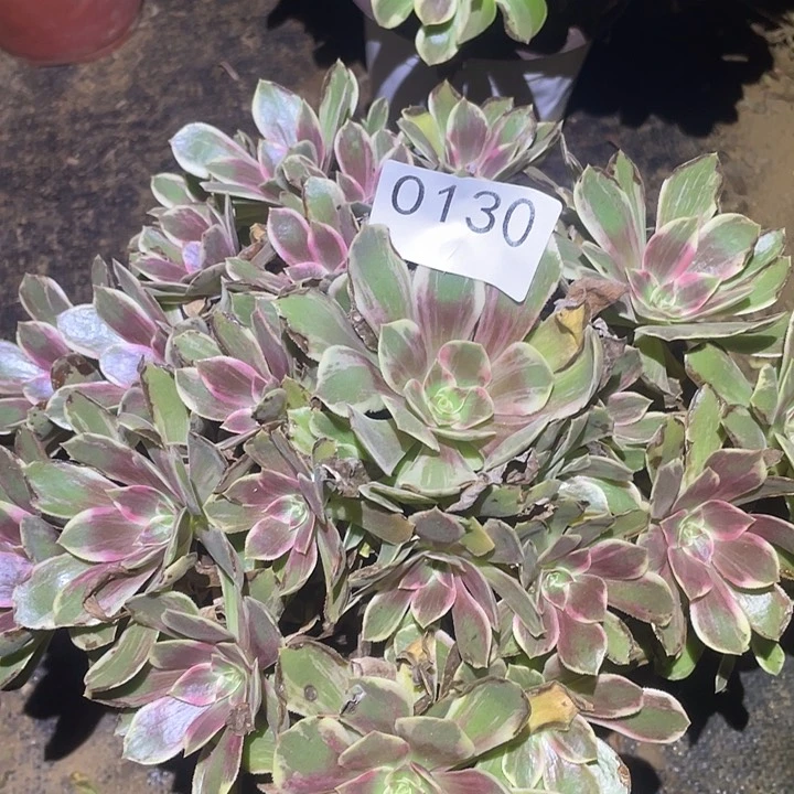 多肉植物断枝不包130浣纱