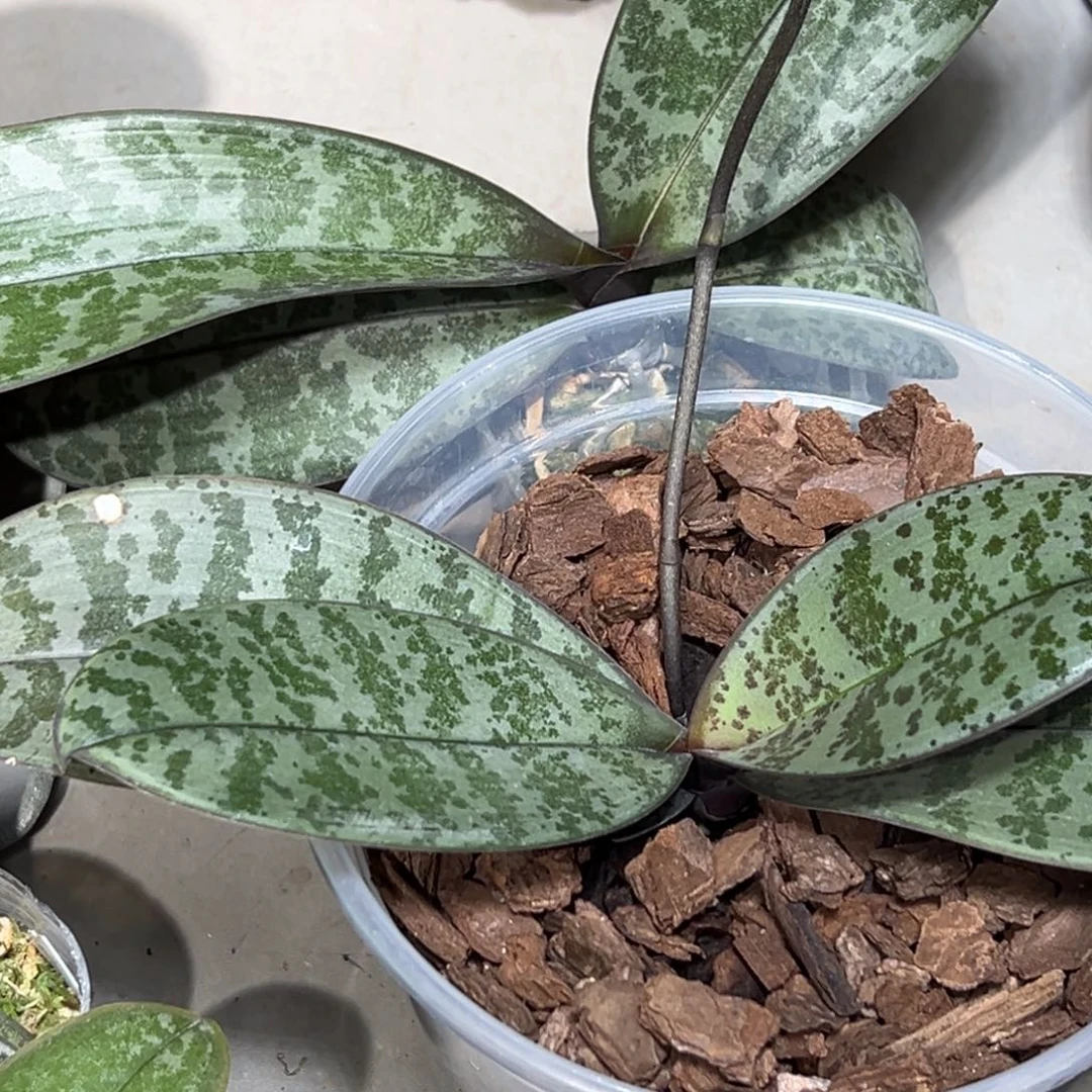 六***水当前无花栽培后可以开花2棵