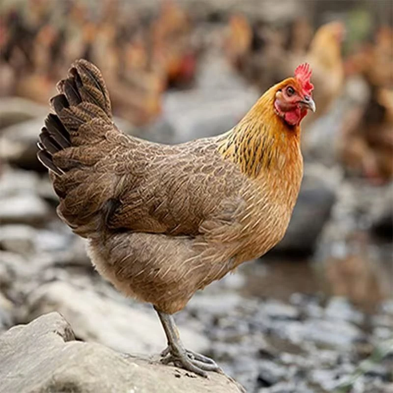 红瑶宠物鸡50只（顺丰包邮）