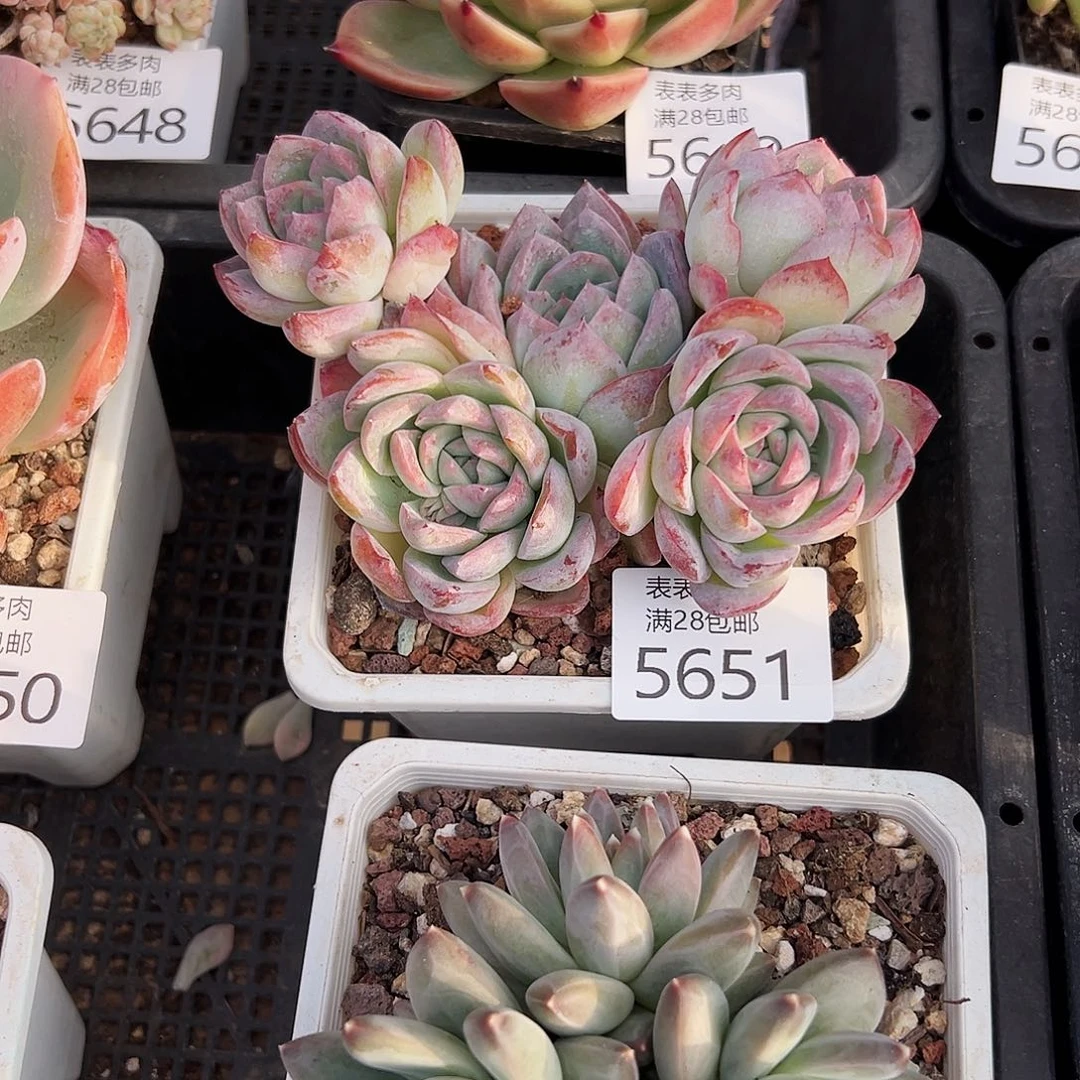 9号*️****我们的确是一5651