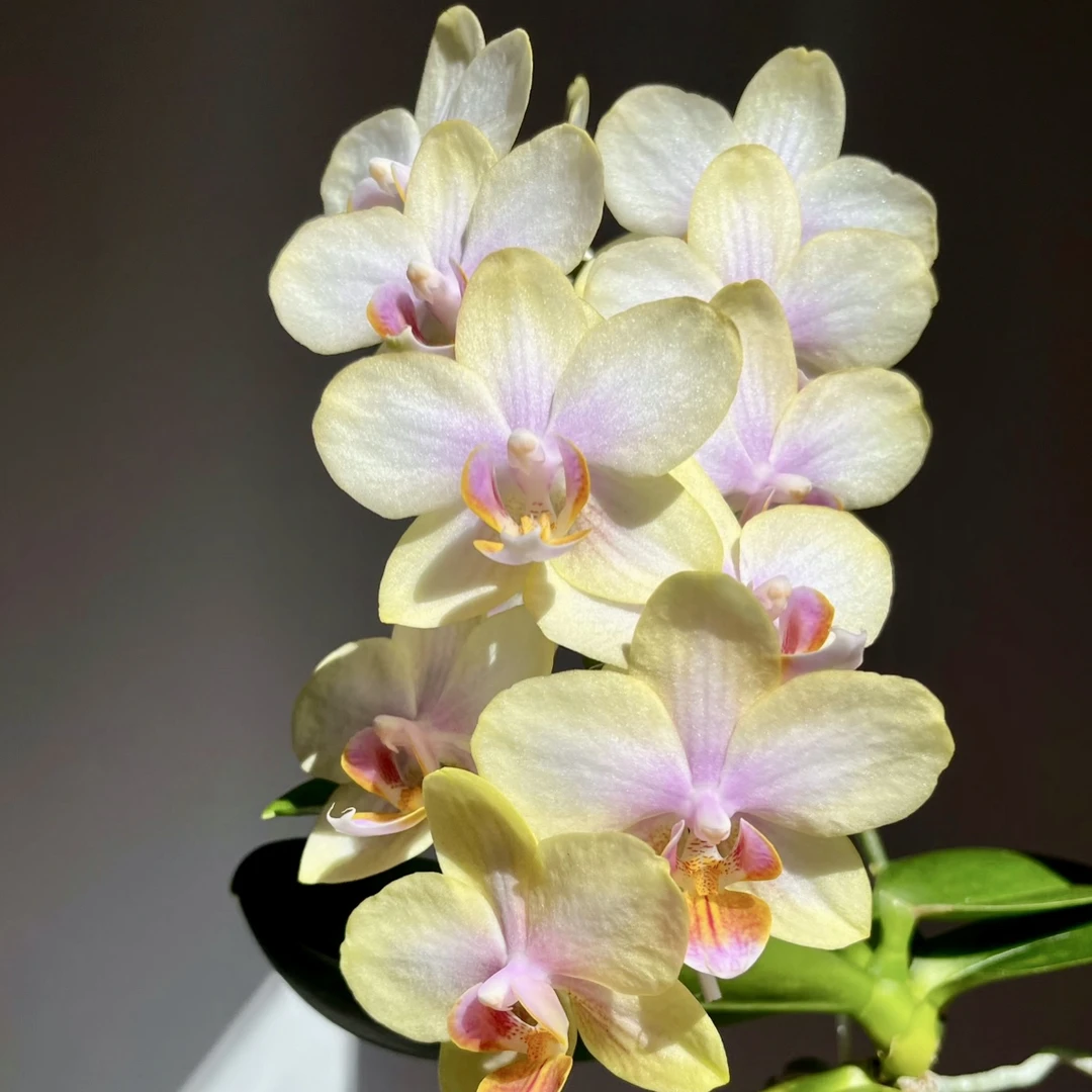精品蜡质小花【祥云】蝴蝶兰带花发货室内盆栽