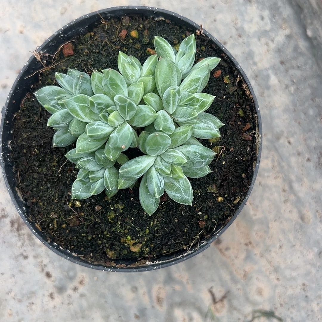 【闪购商品】青花瓷