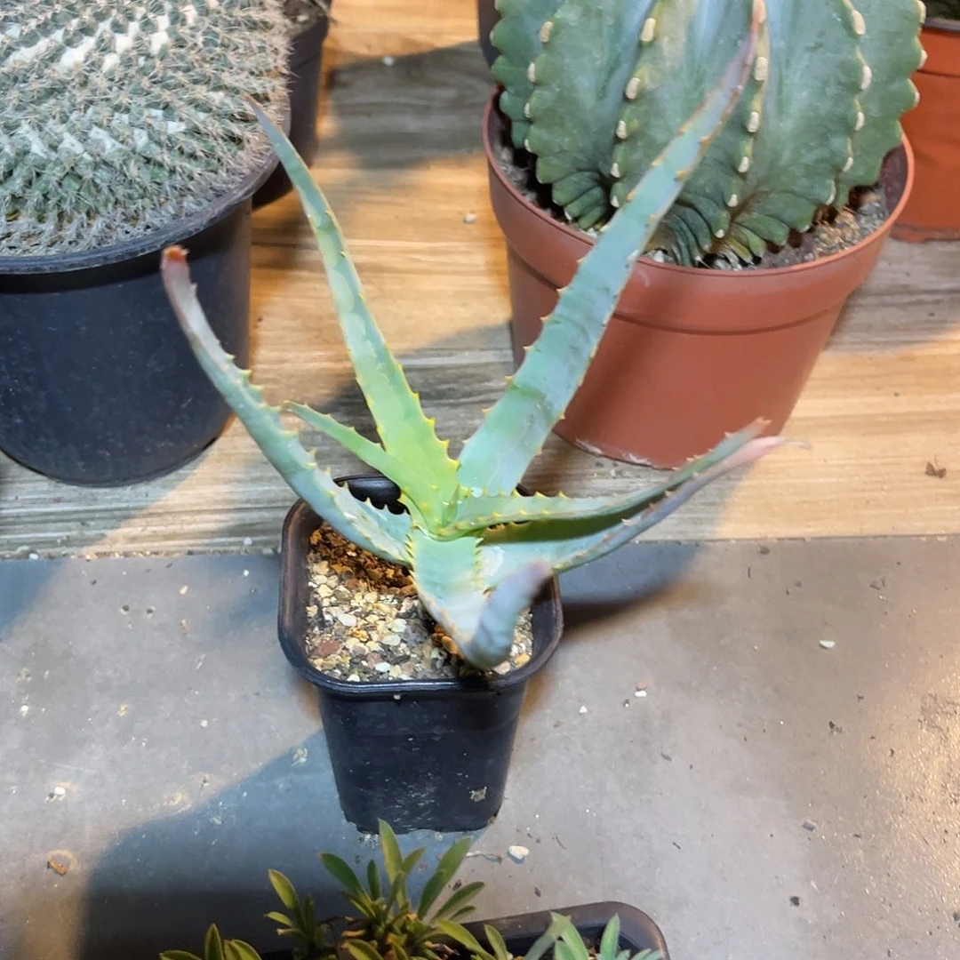 实生范巴伦芦荟一物一拍