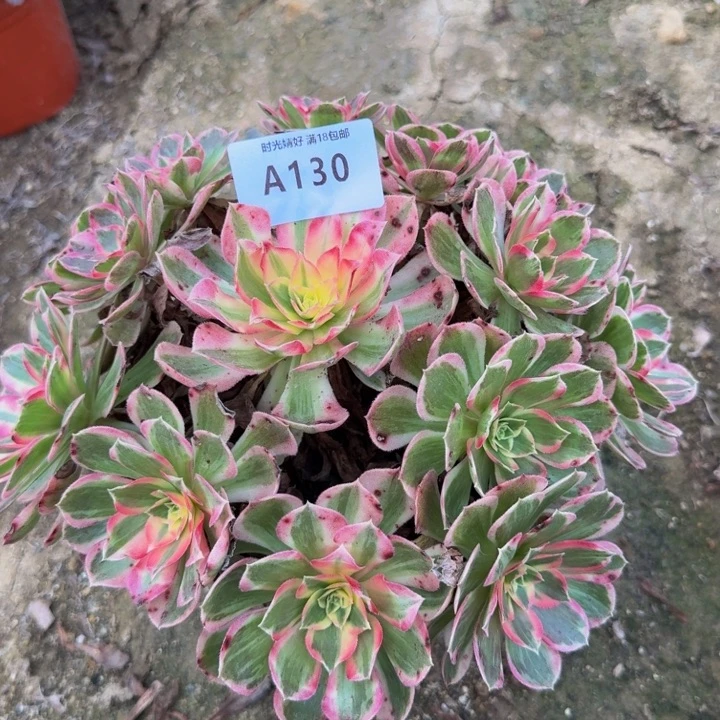 130玉芙蓉。多肉植物