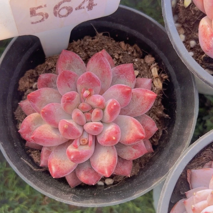 健健康康平平安安