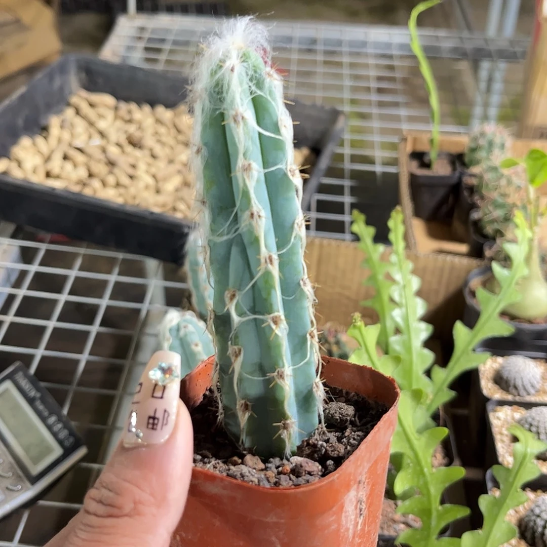 长毛蓝柱子单头发货