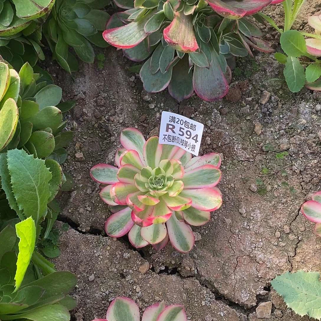 594荔枝多肉法师锦