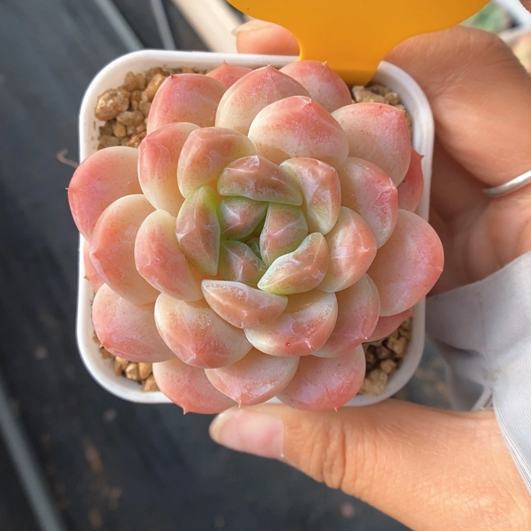 -***y粉魄680号。