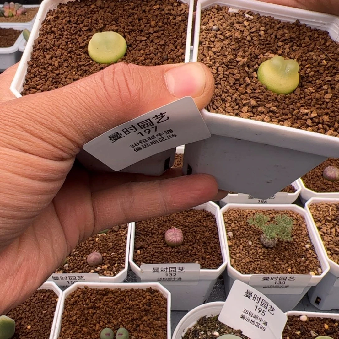 2.7拉登福利多肉197