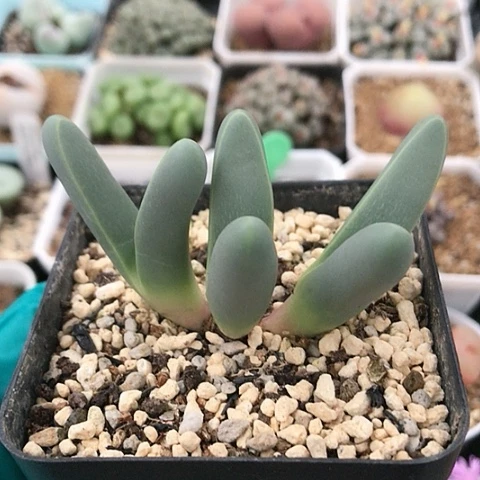 多肉肉锥 红手指