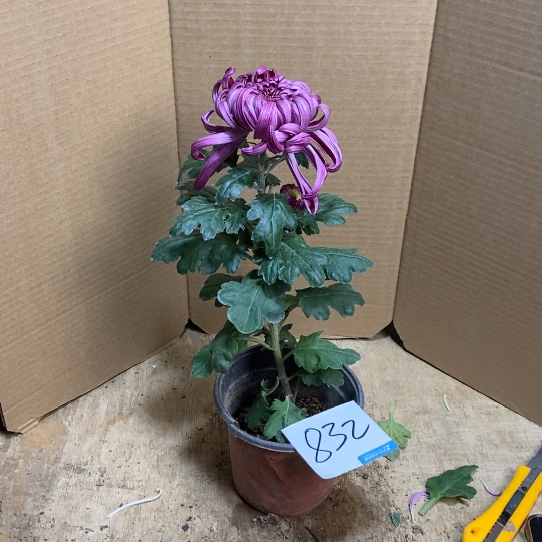 完全开放0000000832