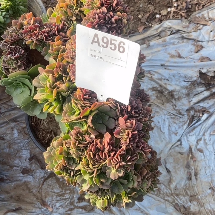 鼠****A956玫瑰玫瑰玫瑰玫瑰