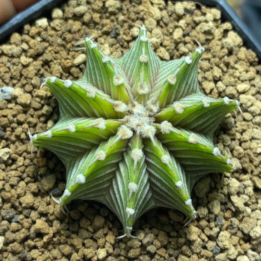 当前无花朵，栽培后可花朵柠檬肋骨