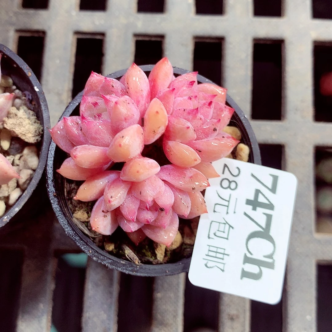 5厘米盆精控多肉747