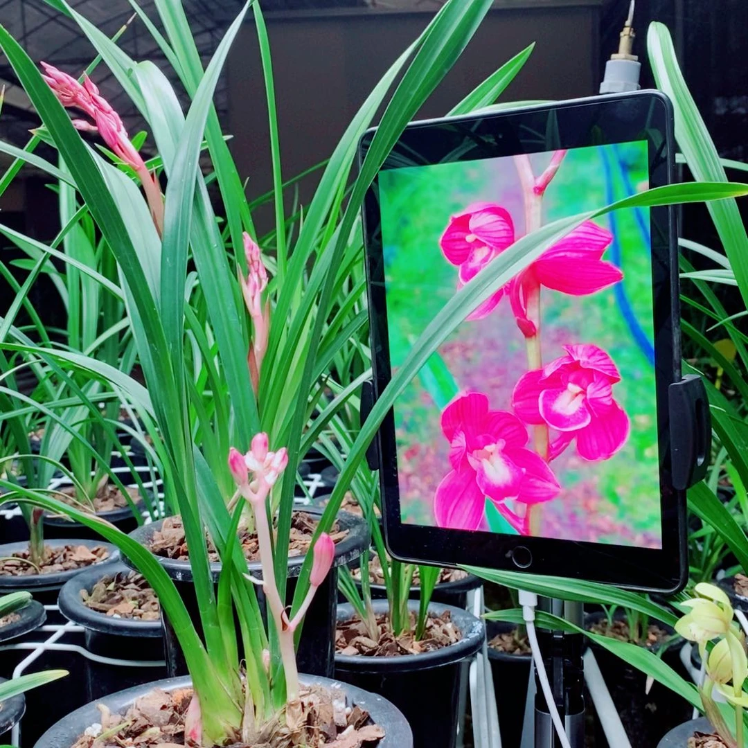 大部分花苞少量开放