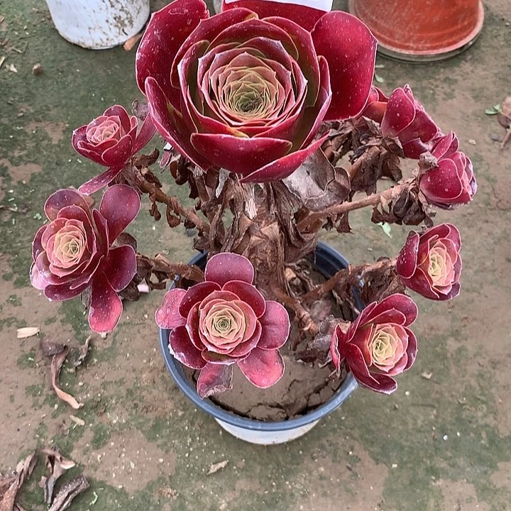 无花朵s**g020魅金玫瑰多肉